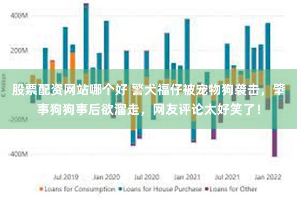 股票配资网站哪个好 警犬福仔被宠物狗袭击，肇事狗狗事后欲溜走，网友评论太好笑了！